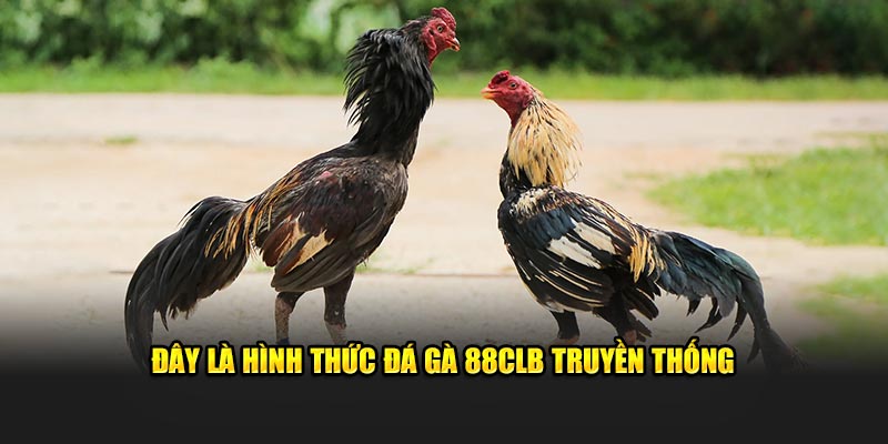 Đây là hình thức Đá gà WW88 truyền thống