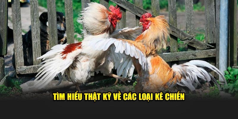 Tìm hiểu thật kỹ về các loại kê chiến